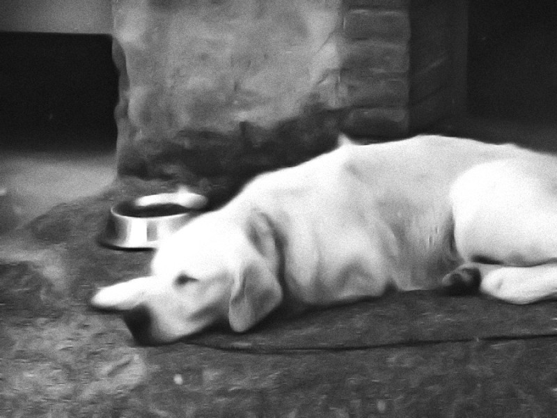 sueño, luego existo - pere rubi