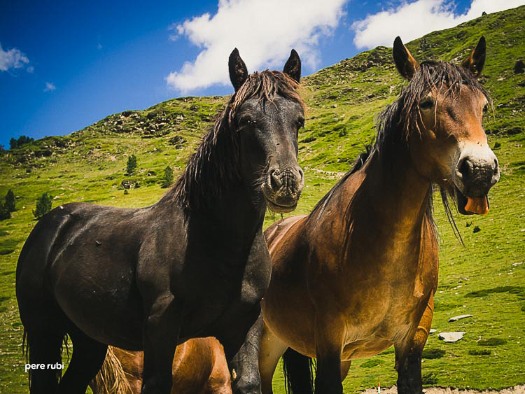 Pere_Rubi_Lo_Pallars_2014