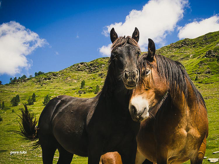 Pere_Rubi_Lo_Pallars_2014