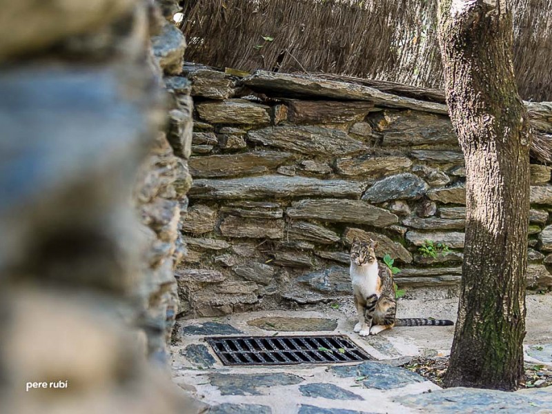 140829_Can_Mateu_Web_024
