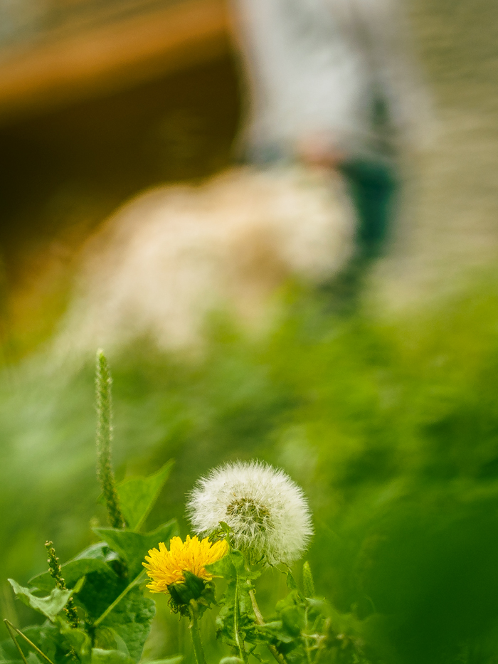 pallars_2015-23